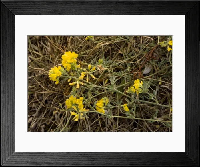 Framed Print : Picture No. 10755104 Framed Print : Picture No. 10755104