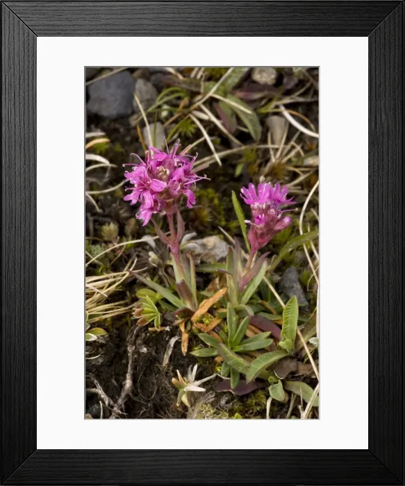 Framed Print : Picture No. 10755100 Framed Print : Picture No. 10755100