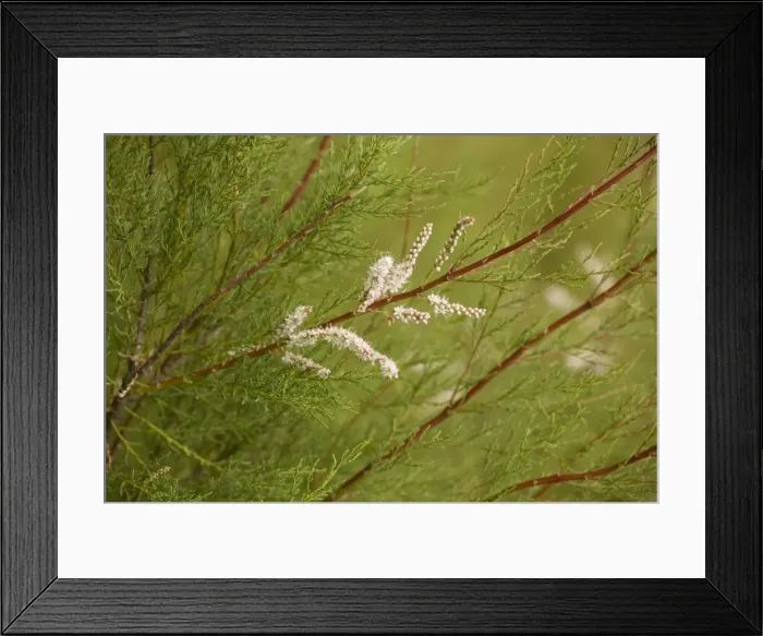 Framed Print : Picture No. 10755105 Framed Print : Picture No. 10755105