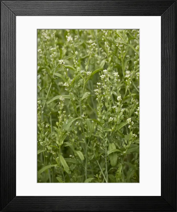 Framed Print : Picture No. 10755102 Framed Print : Picture No. 10755102