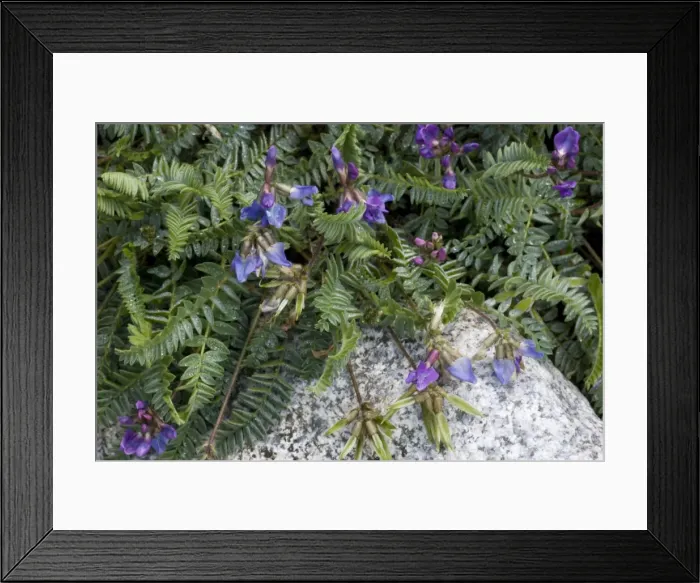 Framed Print : Picture No. 10755101 Framed Print : Picture No. 10755101