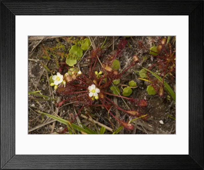 Framed Print : Picture No. 10755108