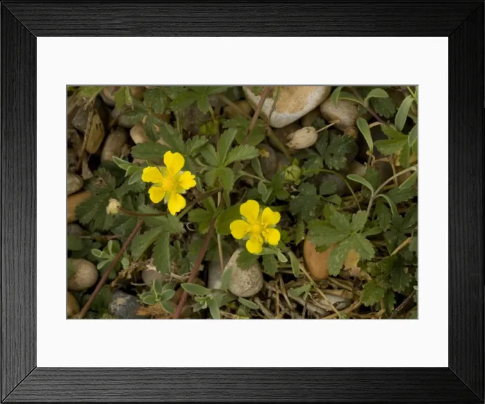 Framed Print : Picture No. 10755106 Framed Print : Picture No. 10755106