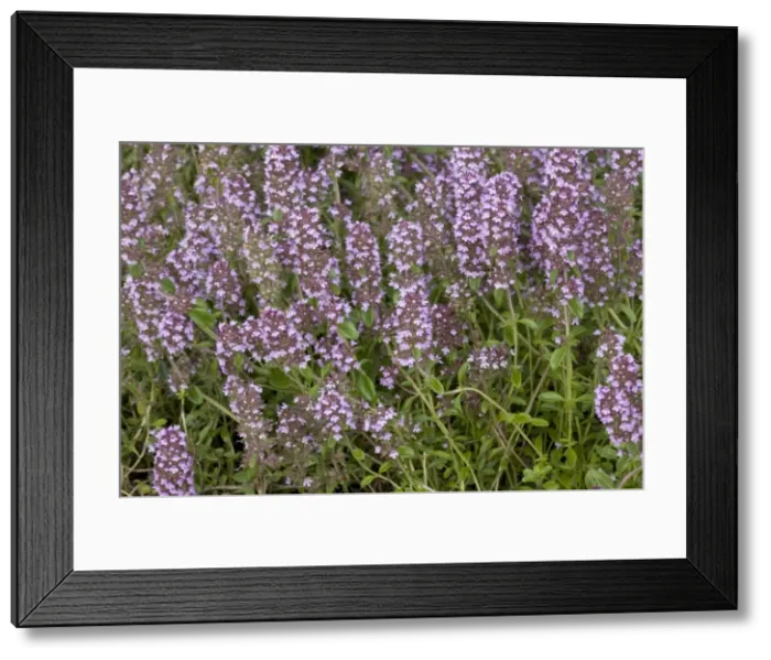 Framed Print : Picture No. 10755111 Framed Print : Picture No. 10755111