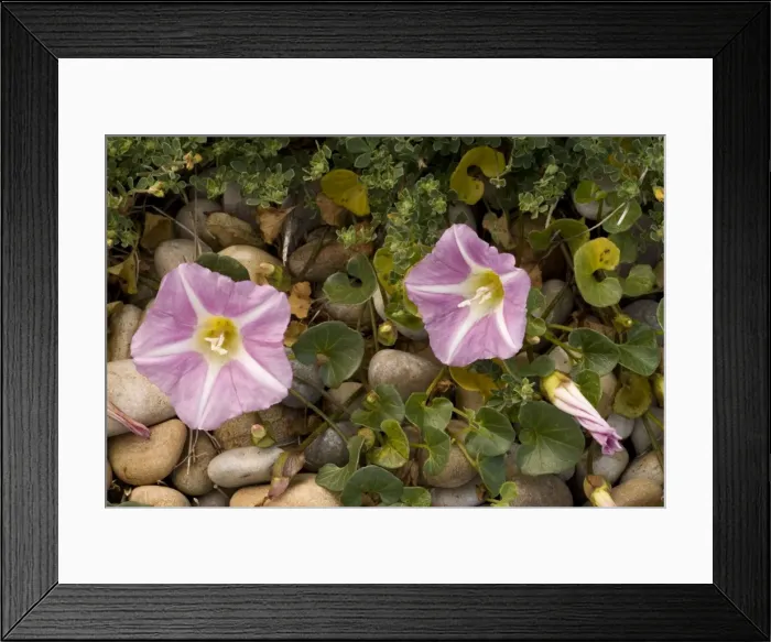Framed Print : Picture No. 10755107 Framed Print : Picture No. 10755107