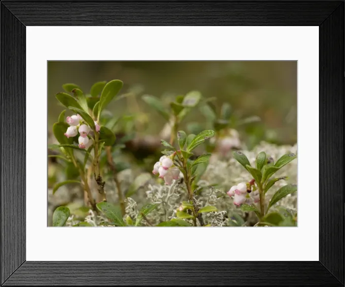 Framed Print : Picture No. 10755113 Framed Print : Picture No. 10755113