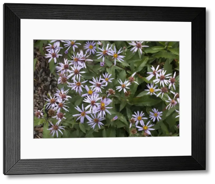 Framed Print : Picture No. 10755112 Framed Print : Picture No. 10755112