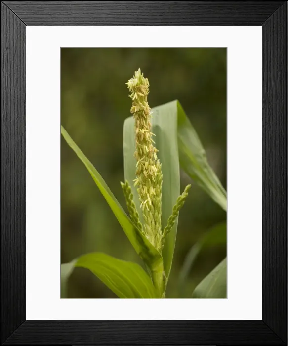 Framed Print : Picture No. 10755114 Framed Print : Picture No. 10755114