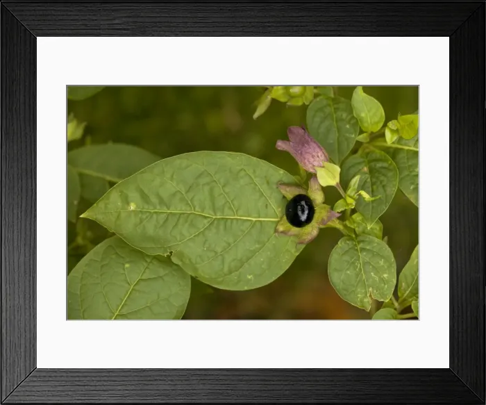 Framed Print : Picture No. 10755270 Framed Print : Picture No. 10755270