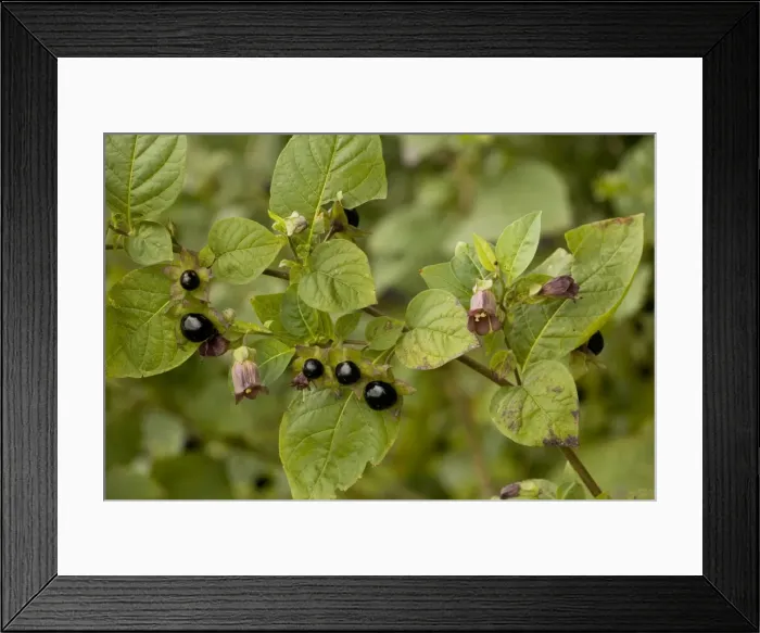 Framed Print : Picture No. 10755269