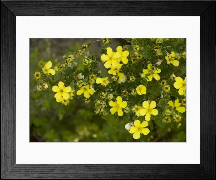 Framed Print : Picture No. 10755109 Framed Print : Picture No. 10755109