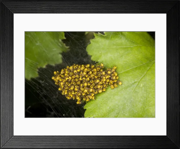 Framed Print : Picture No. 10755609 Framed Print : Picture No. 10755609