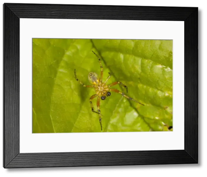 Framed Print : Picture No. 10755624