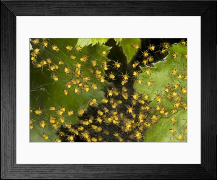 Framed Print : Picture No. 10755657 Framed Print : Picture No. 10755657