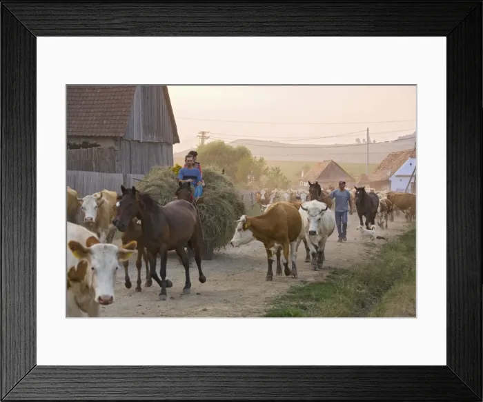 Framed Print : Picture No. 10755749 Framed Print : Picture No. 10755749