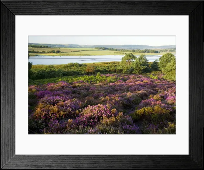 Framed Print : Picture No. 10755896 Framed Print : Picture No. 10755896