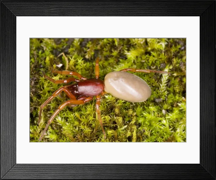 Framed Print : Picture No. 10755889