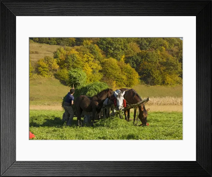 Framed Print : Picture No. 10755938