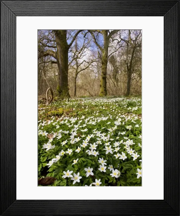 Framed Print : Picture No. 10756164 Framed Print : Picture No. 10756164