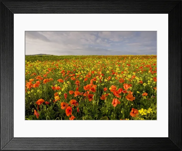 Framed Print : Picture No. 10756330 Framed Print : Picture No. 10756330