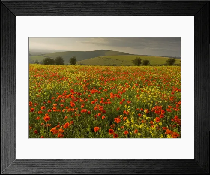 Framed Print : Picture No. 10756331 Framed Print : Picture No. 10756331