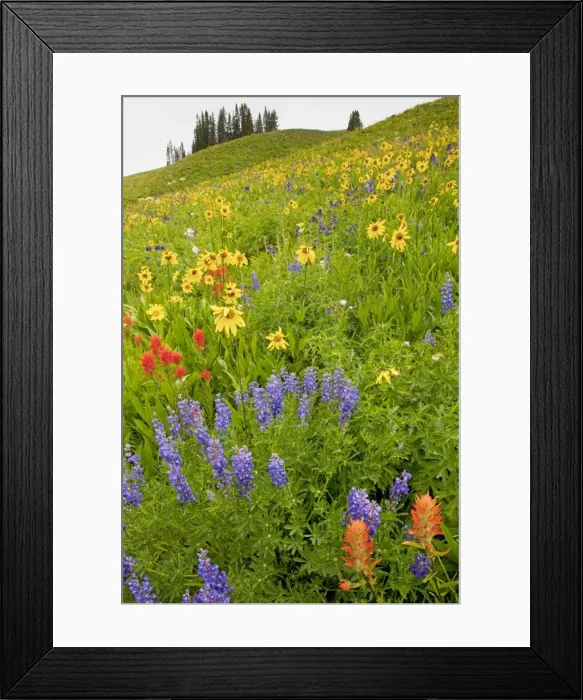 Framed Print : Picture No. 10756341 Framed Print : Picture No. 10756341