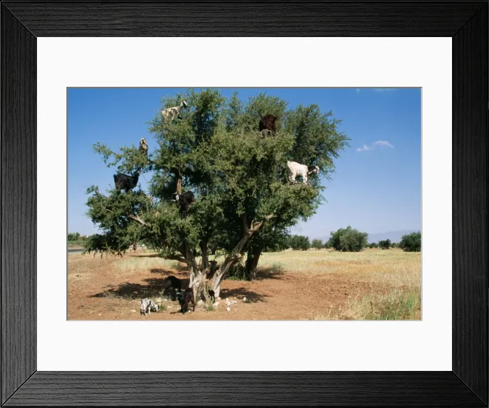 Framed Print : Picture No. 10760575 Framed Print : Picture No. 10760575
