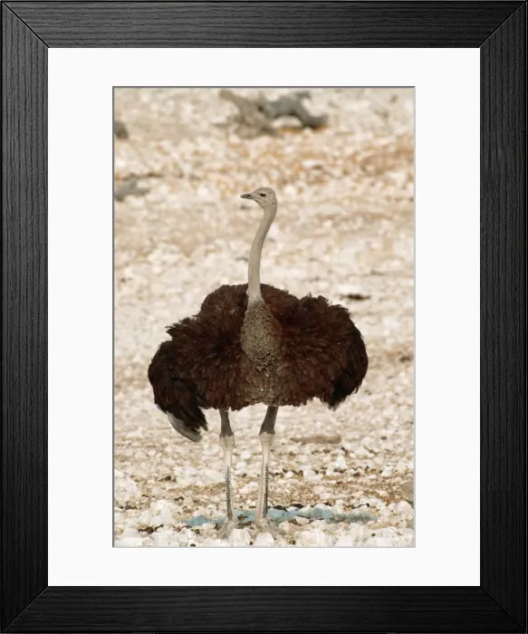 Framed Print : Picture No. 10760571 Framed Print : Picture No. 10760571