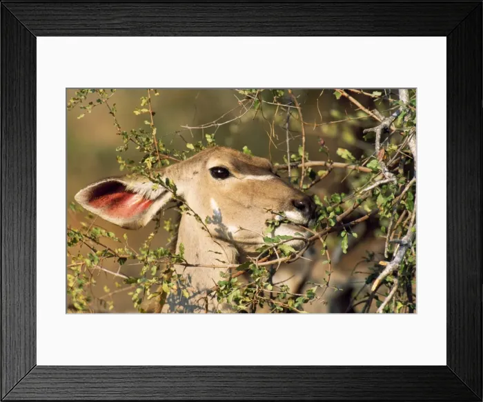 Framed Print : Picture No. 10760577 Framed Print : Picture No. 10760577