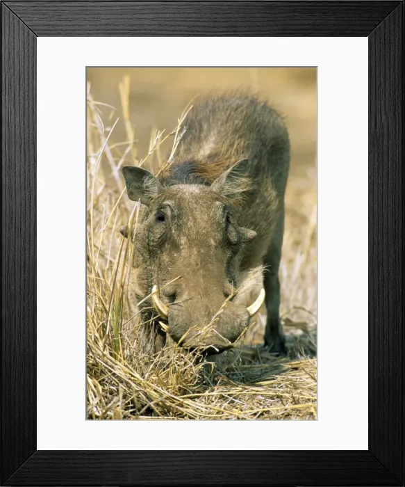 Framed Print : Picture No. 10760576 Framed Print : Picture No. 10760576
