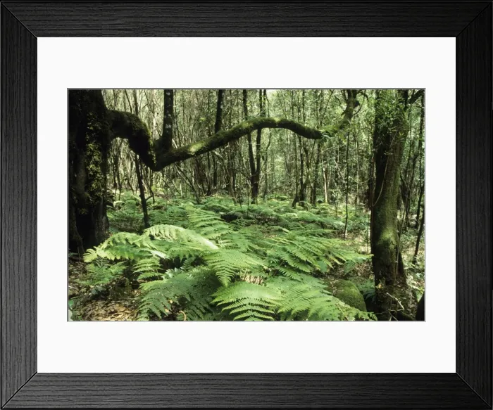 Framed Print : Picture No. 10760582 Framed Print : Picture No. 10760582