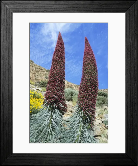 Framed Print : Picture No. 10760583
