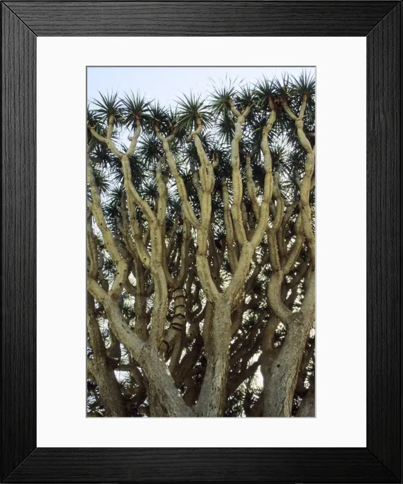 Framed Print : Picture No. 10760584 Framed Print : Picture No. 10760584