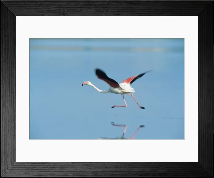 Framed Print : Picture No. 10760594 Framed Print : Picture No. 10760594