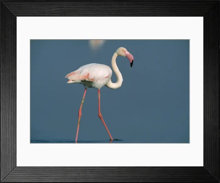 Framed Print : Picture No. 10760595 Framed Print : Picture No. 10760595