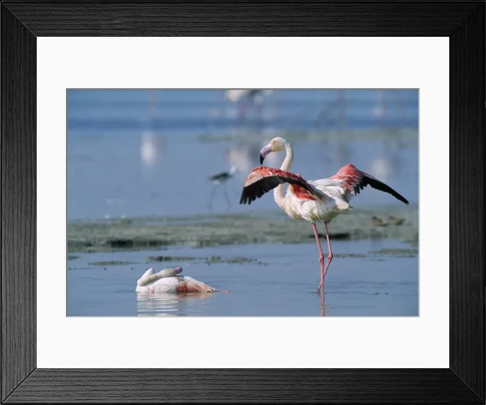 Framed Print : Picture No. 10760598 Framed Print : Picture No. 10760598