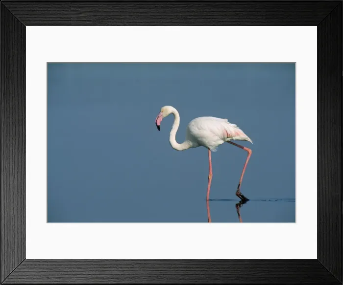 Framed Print : Picture No. 10760596 Framed Print : Picture No. 10760596