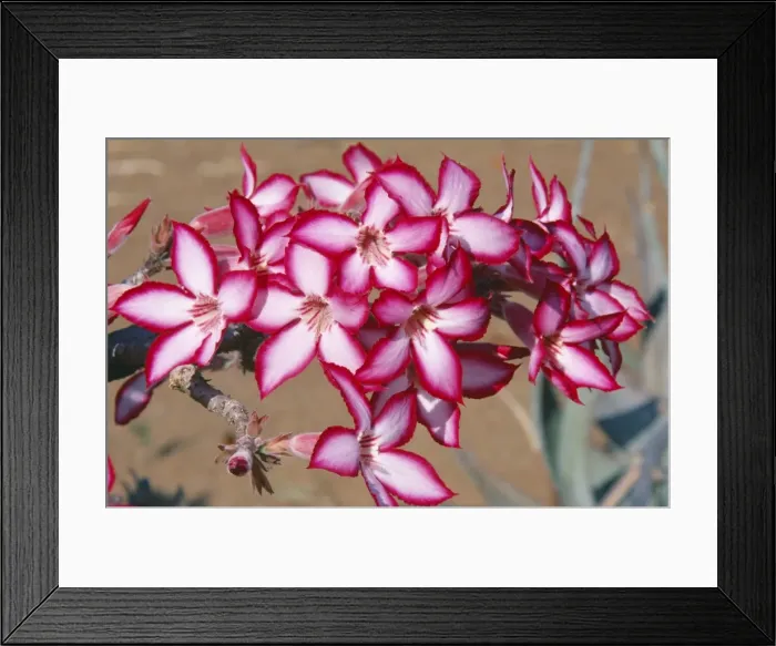 Framed Print : Picture No. 10760609 Framed Print : Picture No. 10760609
