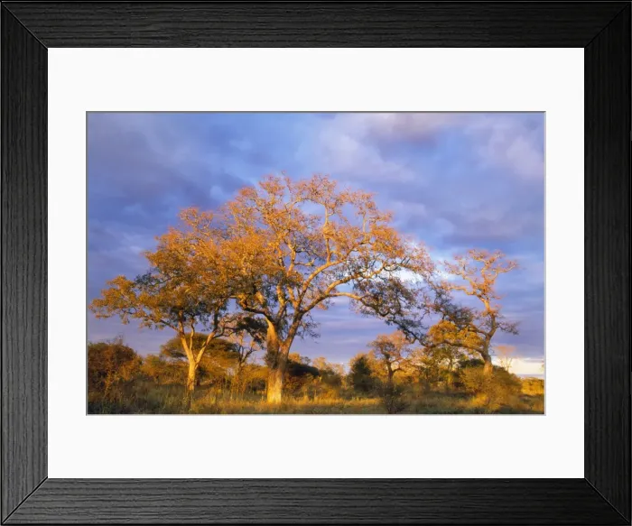 Framed Print : Picture No. 10760610 Framed Print : Picture No. 10760610