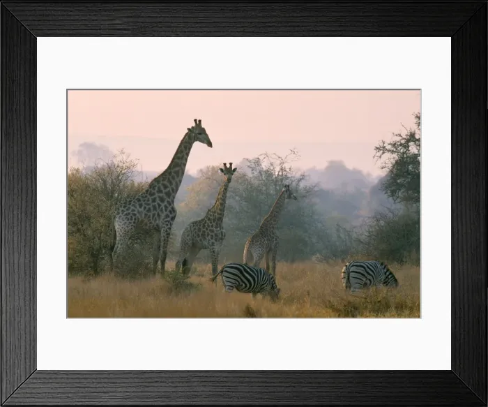 Framed Print : Picture No. 10760612 Framed Print : Picture No. 10760612