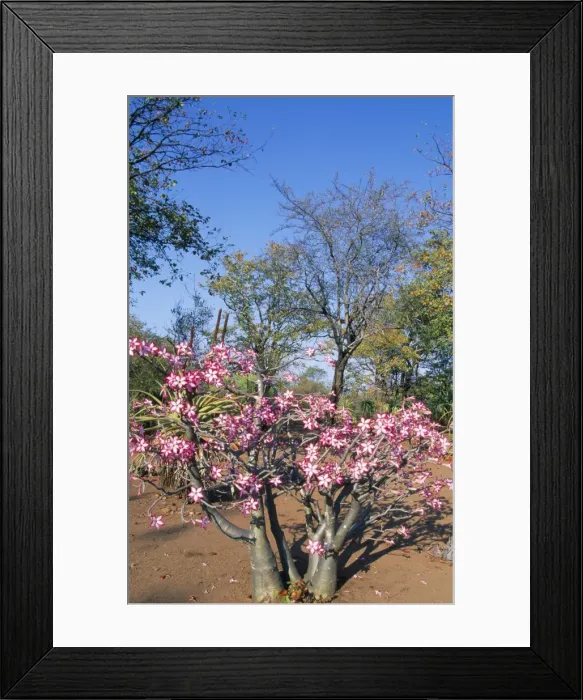 Framed Print : Picture No. 10760608 Framed Print : Picture No. 10760608