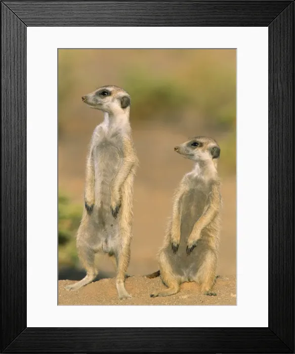 Framed Print : Picture No. 10760614 Framed Print : Picture No. 10760614
