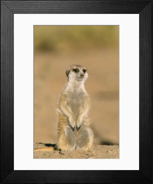 Framed Print : Picture No. 10760617 Framed Print : Picture No. 10760617