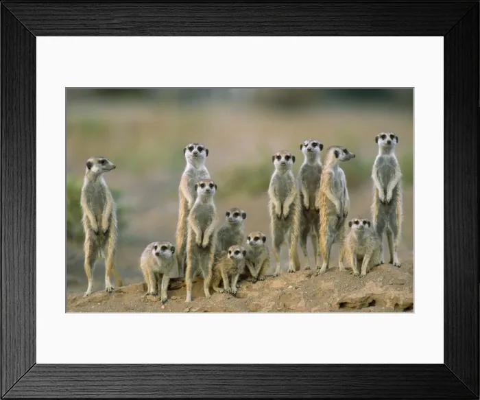 Framed Print : Picture No. 10760623 Framed Print : Picture No. 10760623