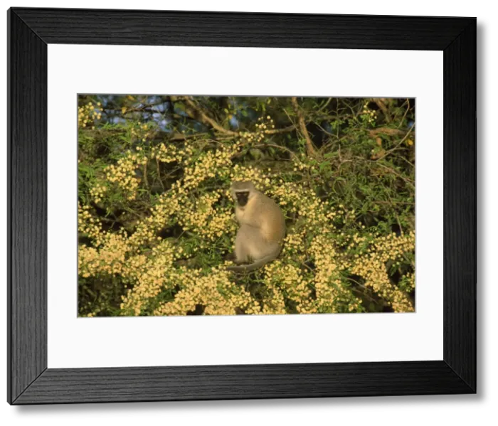 Framed Print : Picture No. 10760611 Framed Print : Picture No. 10760611