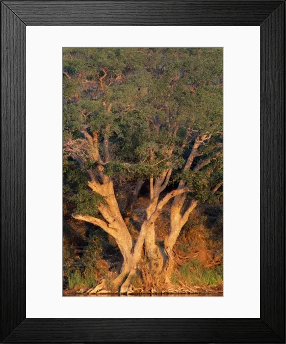Framed Print : Picture No. 10760613 Framed Print : Picture No. 10760613