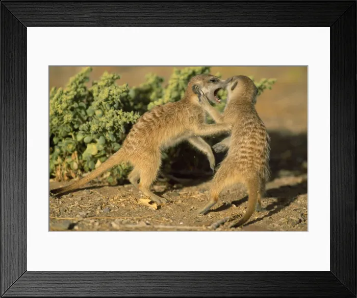 Framed Print : Picture No. 10760624