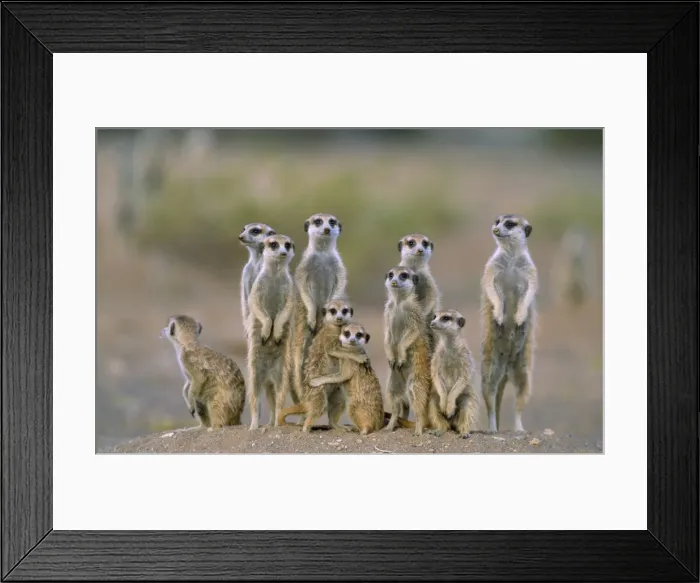 Framed Print : Picture No. 10760625 Framed Print : Picture No. 10760625