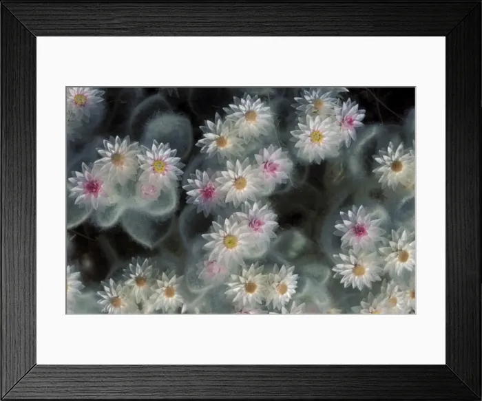 Framed Print : Picture No. 10760639 Framed Print : Picture No. 10760639