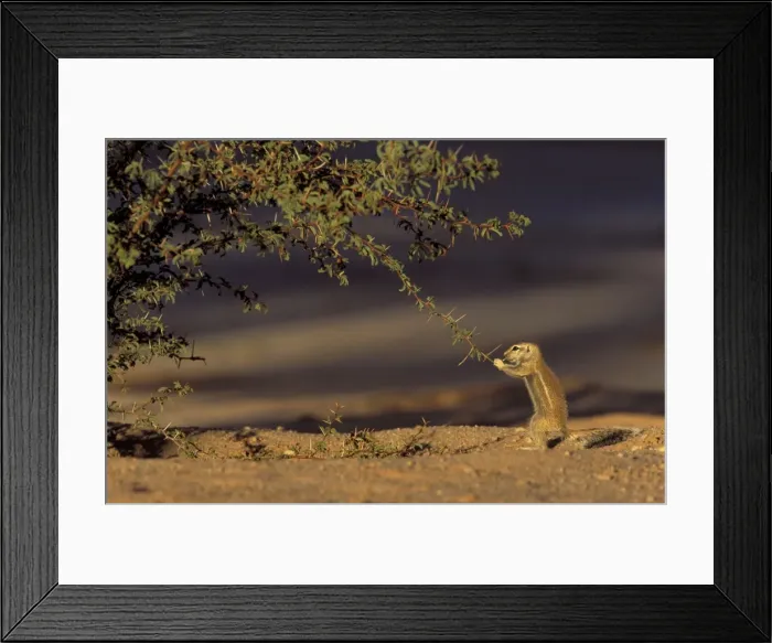 Framed Print : Picture No. 10760635 Framed Print : Picture No. 10760635